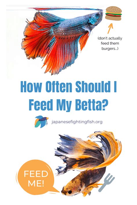 how often feed betta - betta fish feeding rules